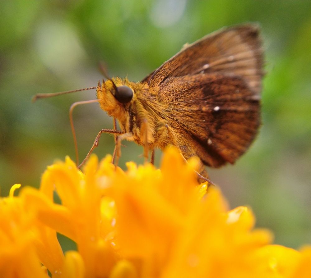 Photograph by Sajal Menon