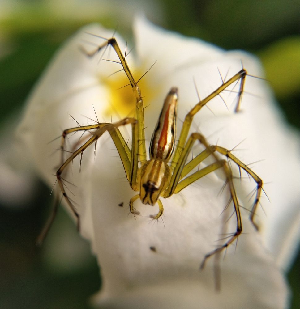 Photograph by Sajal Menon