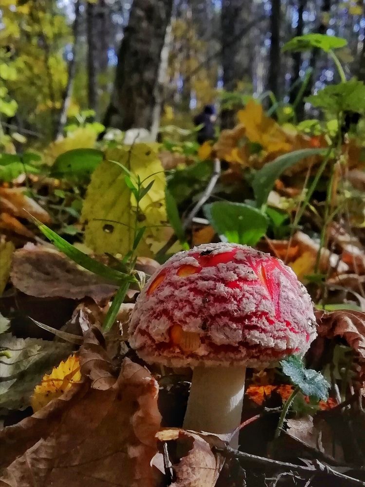 Photograph by Екатерина Чижевская