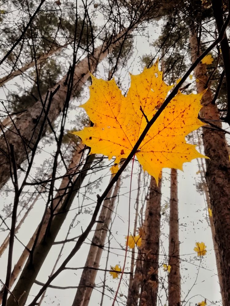 Photograph by Екатерина Чижевская