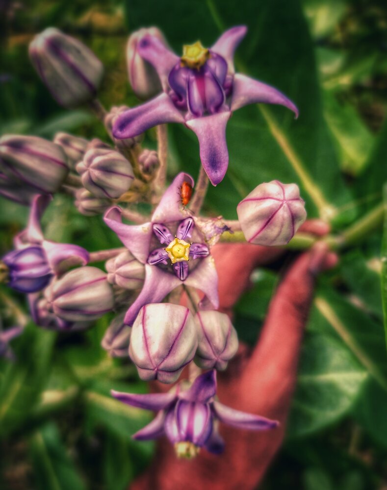 Photograph by Shakeer Mohammed