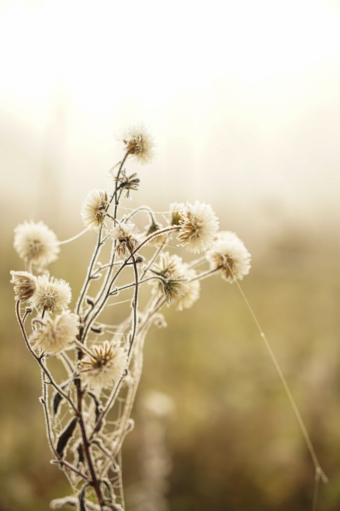 Стоял ноябрь уж у двора