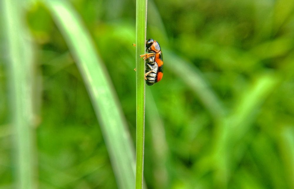 Фотография автора Pavitra Shettigar
