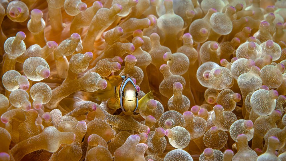 Photograph by Андрей Савин