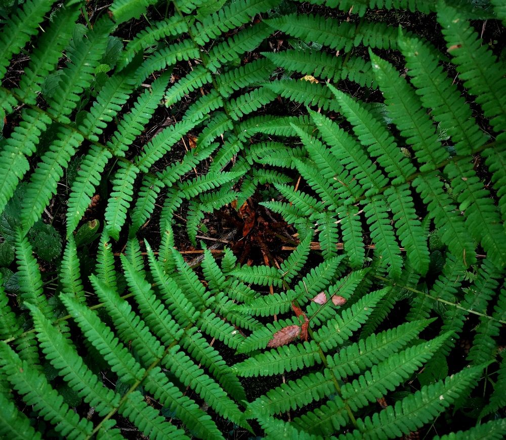 Photograph by Елена Артёменко