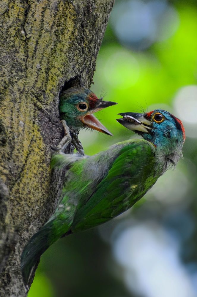 Blue-throated barbet