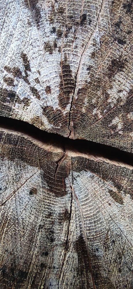 Photo #6581360