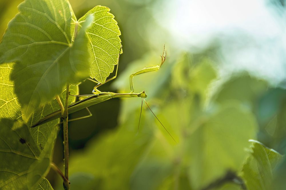 Photograph by Леонид Соснин