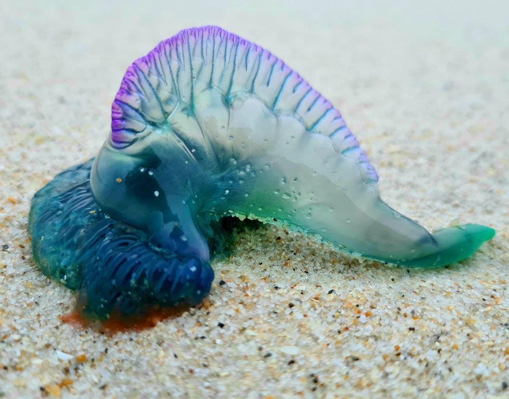 Photograph by Amanda van der Walt