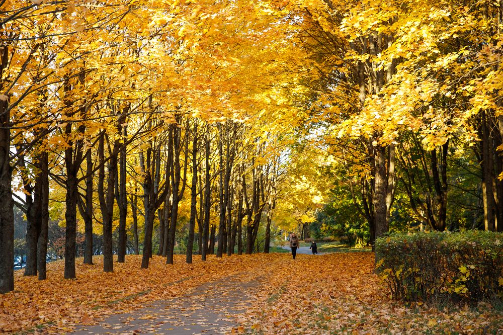 Фотография автора Гудкова Светлана