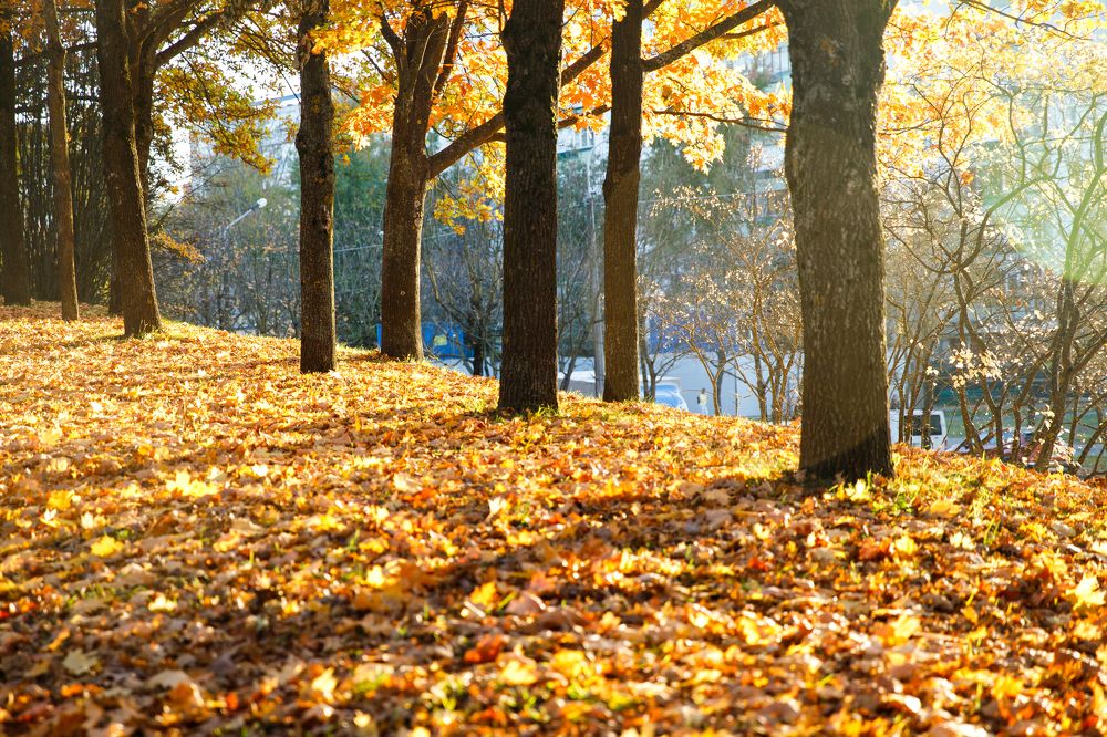 Фотография автора Гудкова Светлана