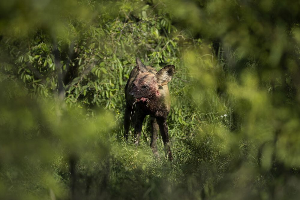 Photograph by Henri Burger