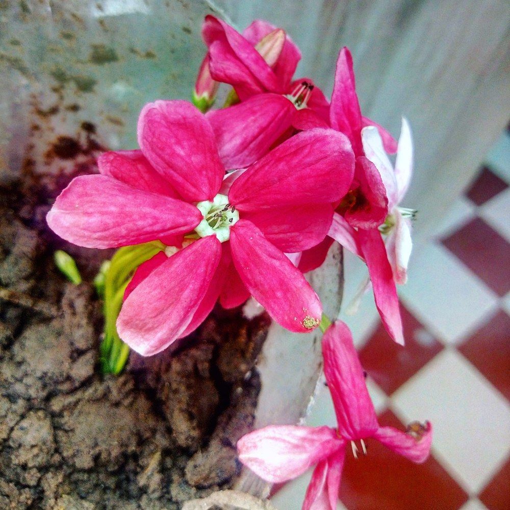 Фотография автора Umesh bharti