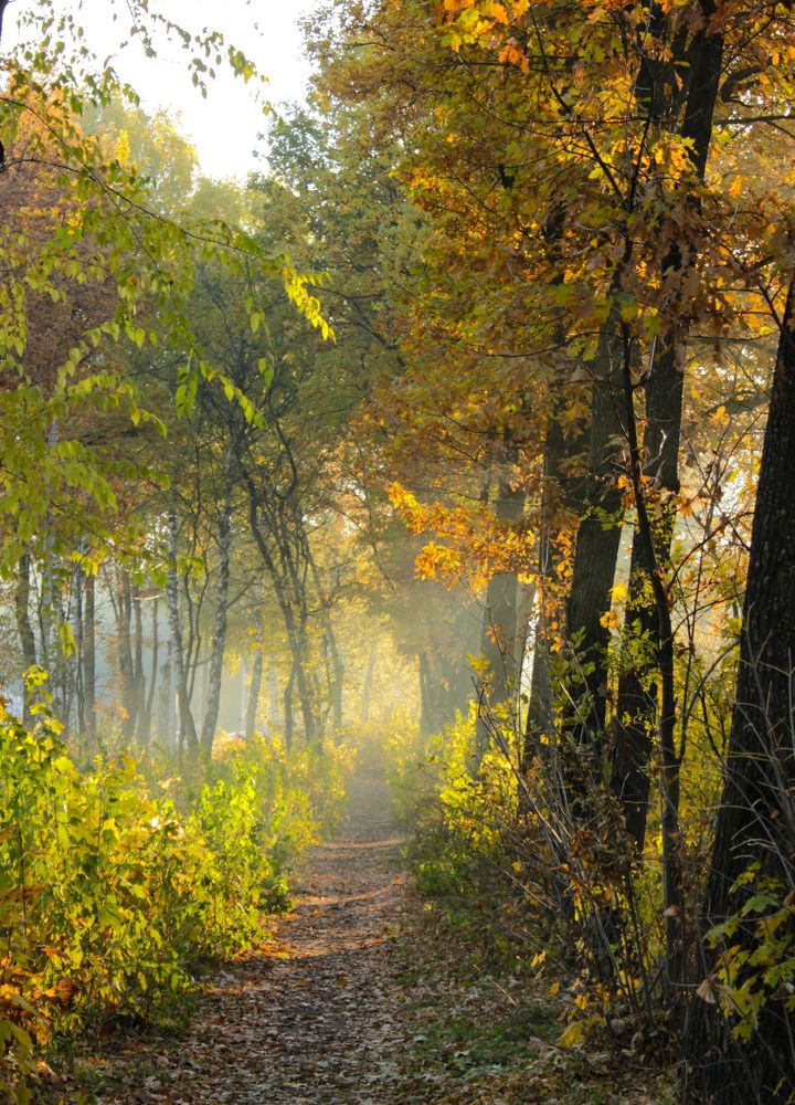 Осеннее утро