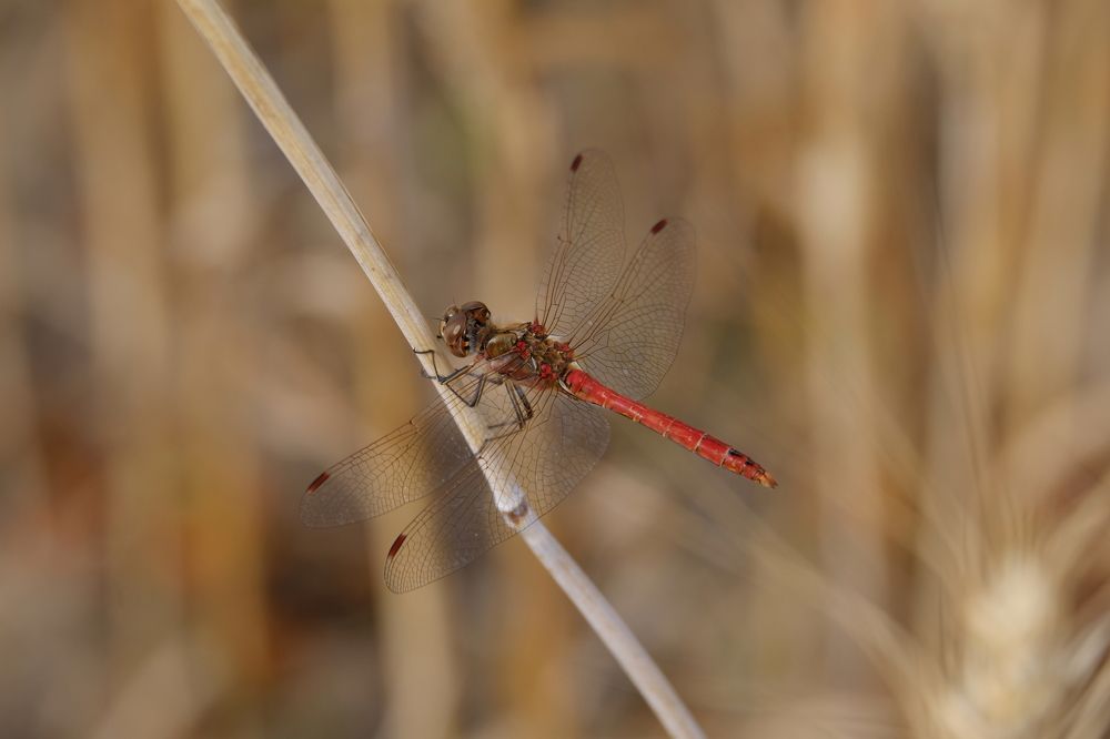Фотография автора Александр Высоцкий