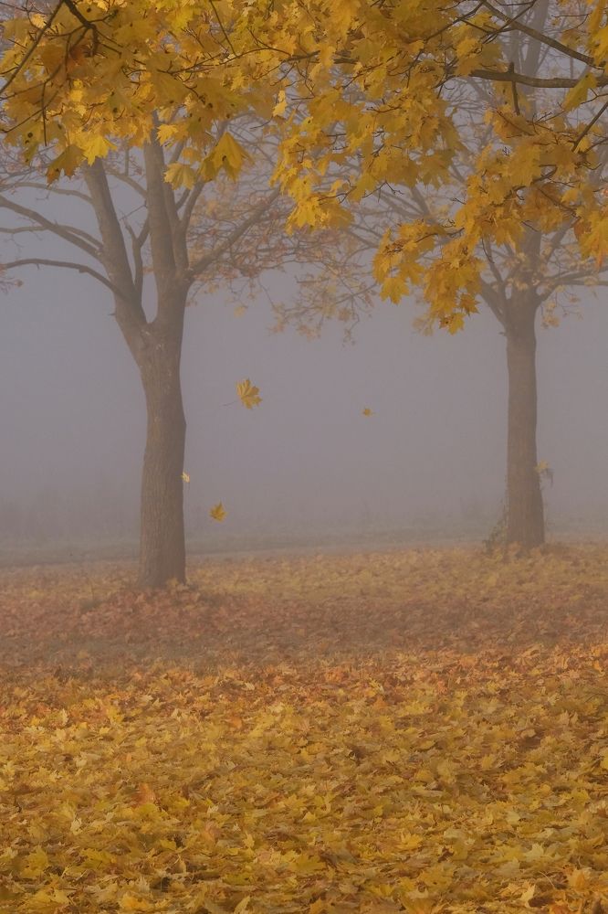 Фотография автора Александр Высоцкий