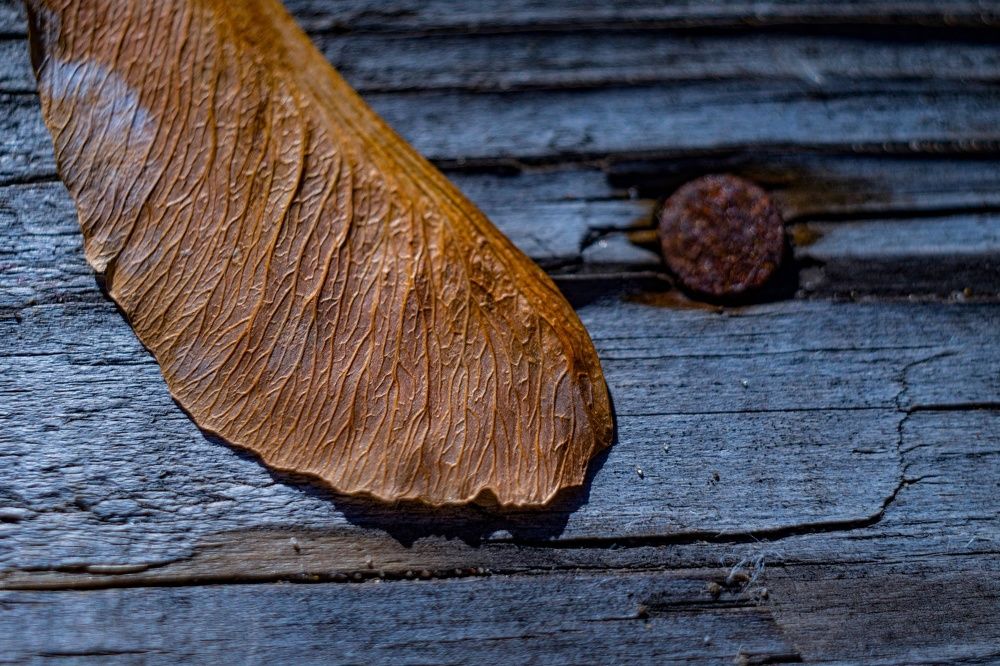 Фотография автора Александр Кременицкий