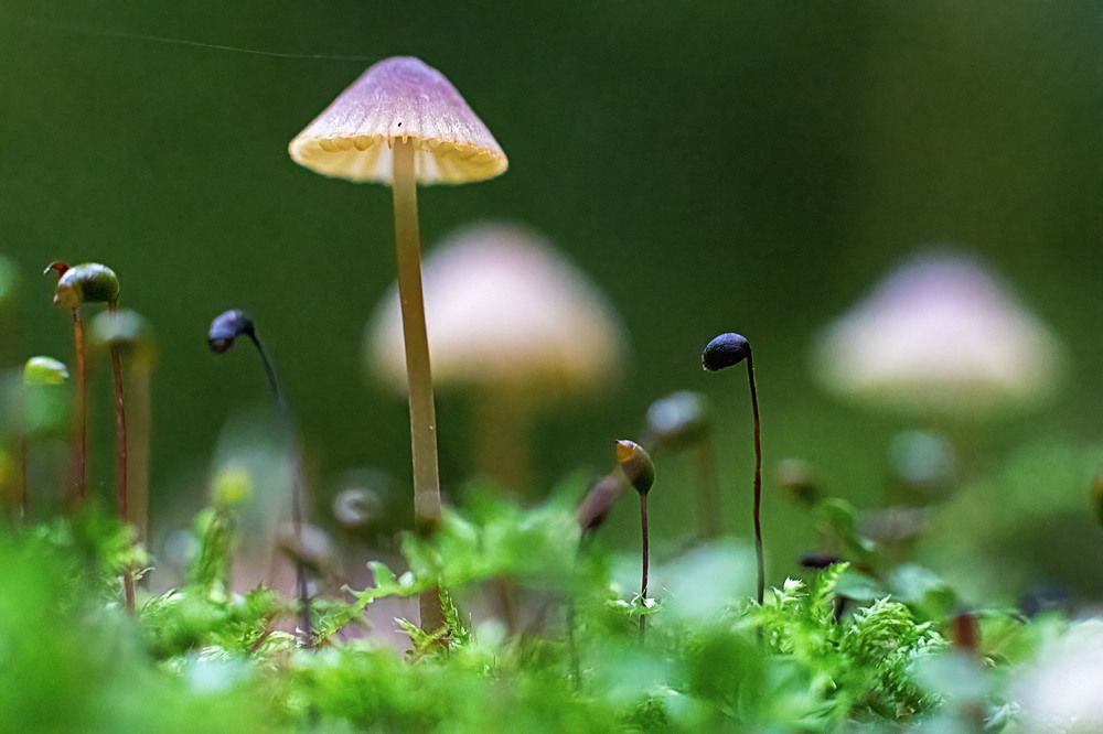 Photograph by Андрей Трубачев