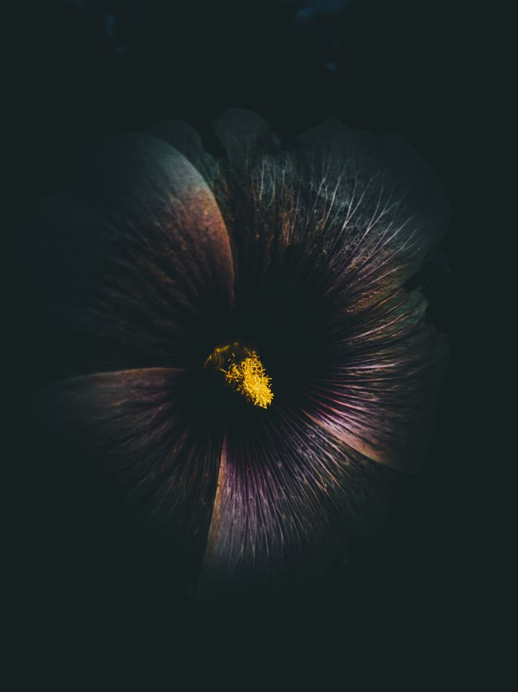 Фотография автора Светлана Кузьмина