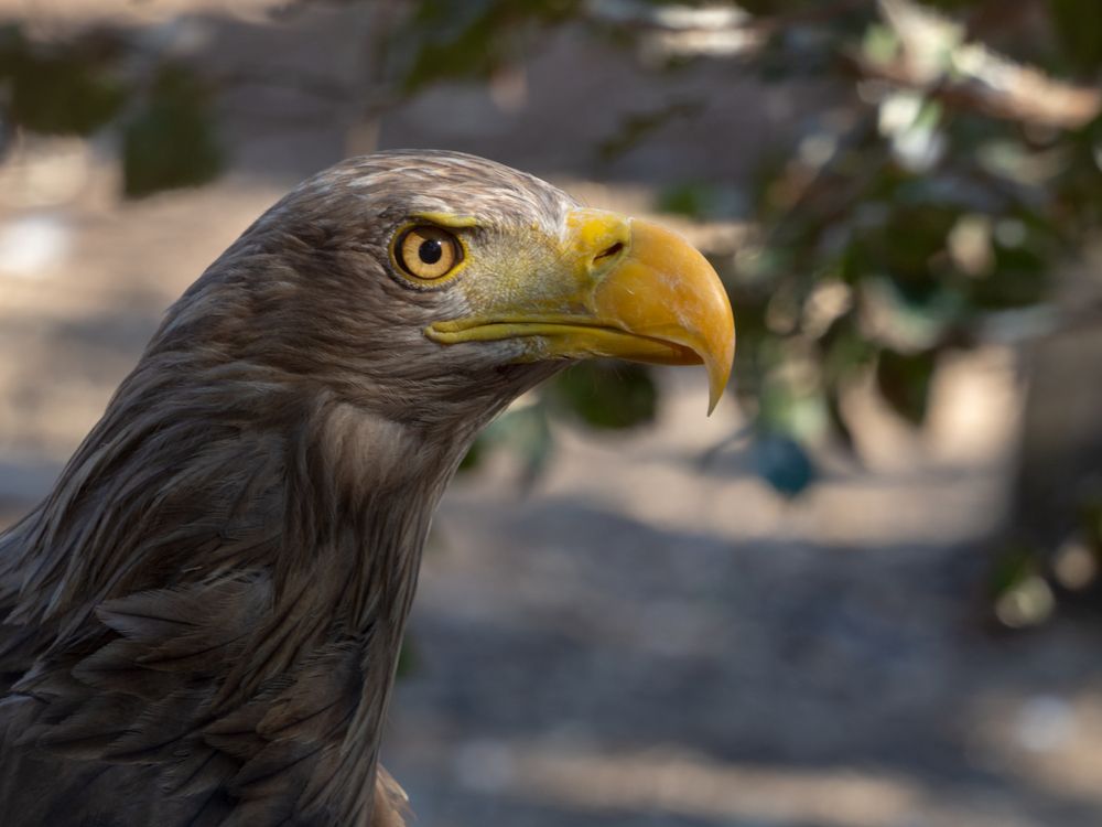 Фотография автора Denes Doma