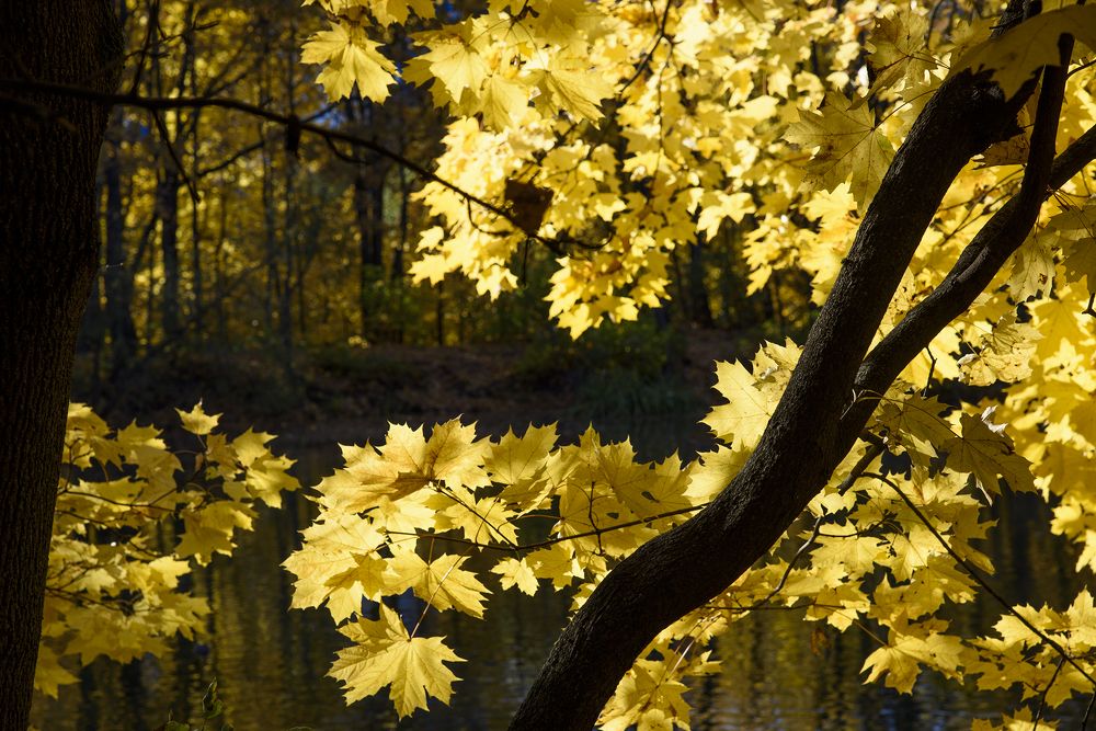 Photograph by Svetlana Khromova