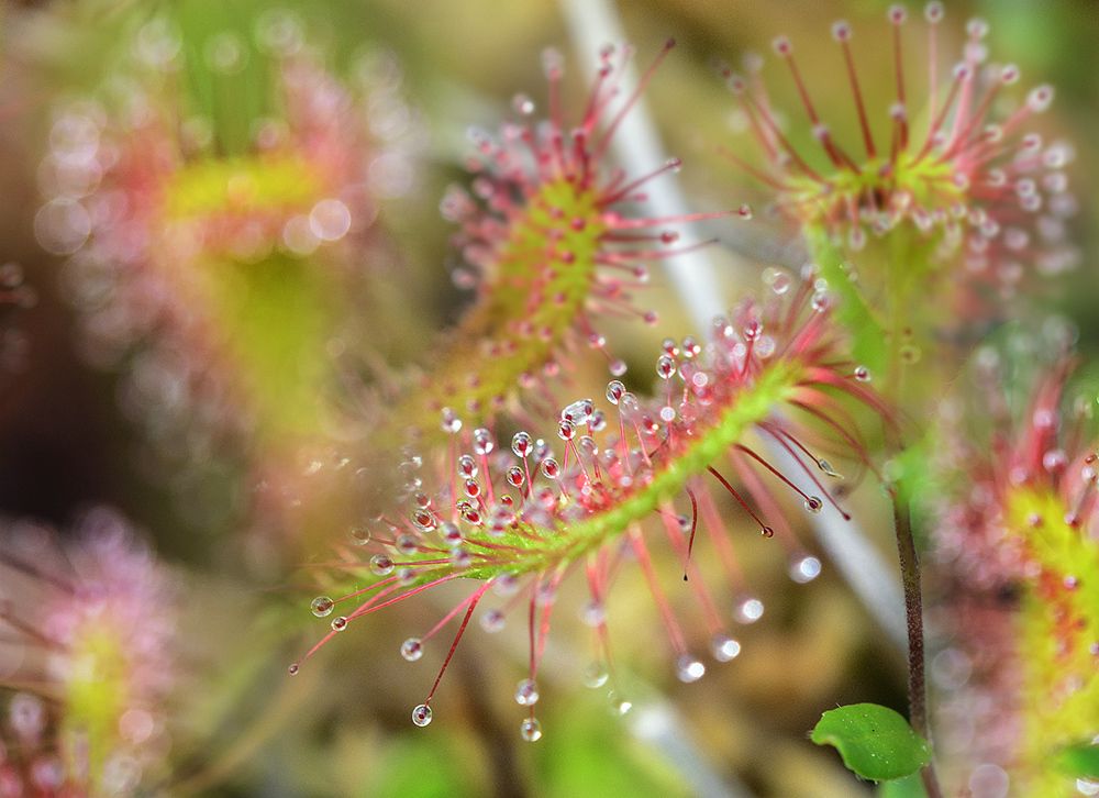 Фотография автора Анатолий Зверев