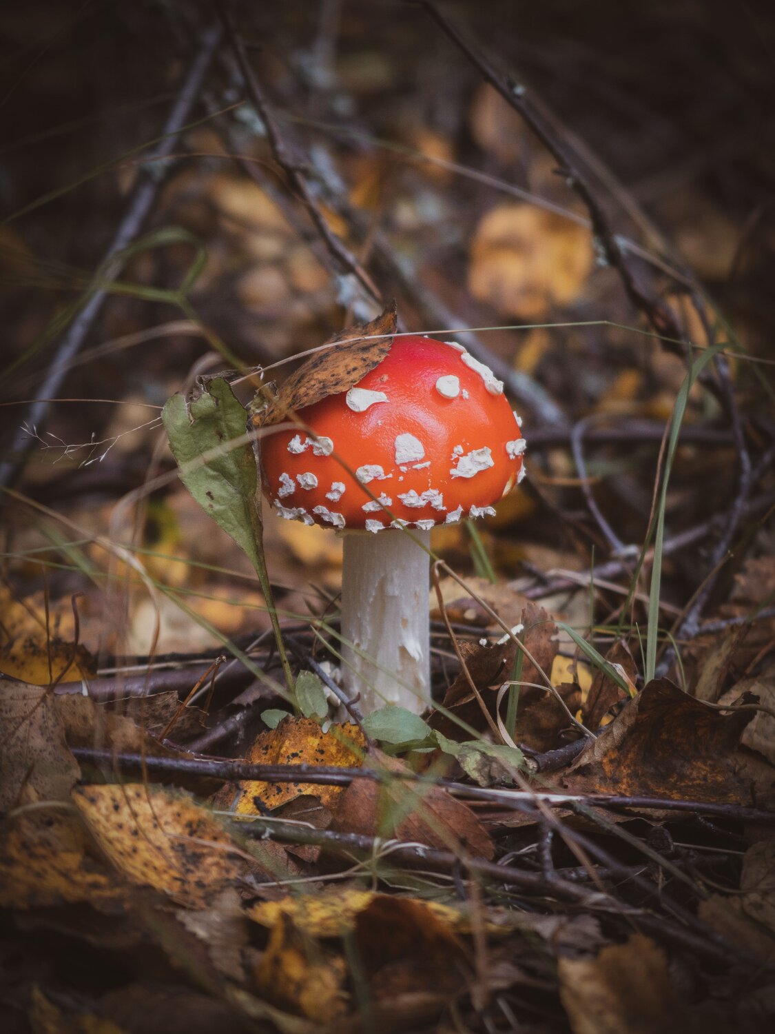 Фотография #6582706