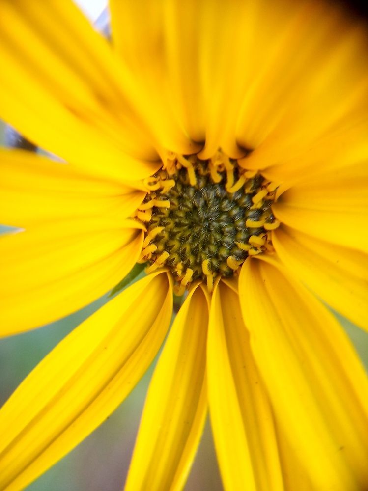 Фотография автора Ольга Малкова