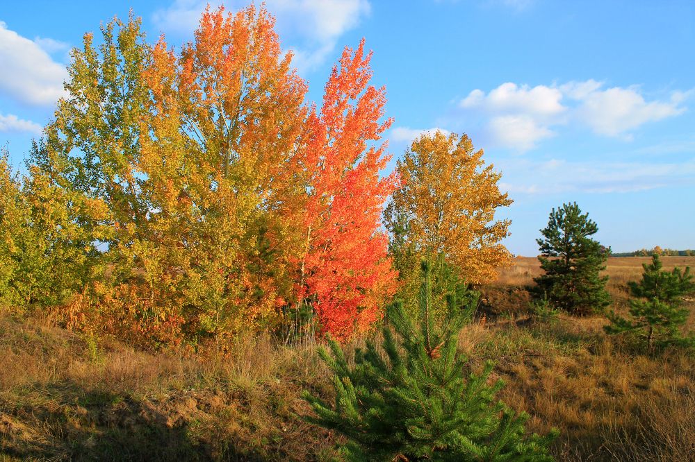 Photograph by Елена Атаманчук