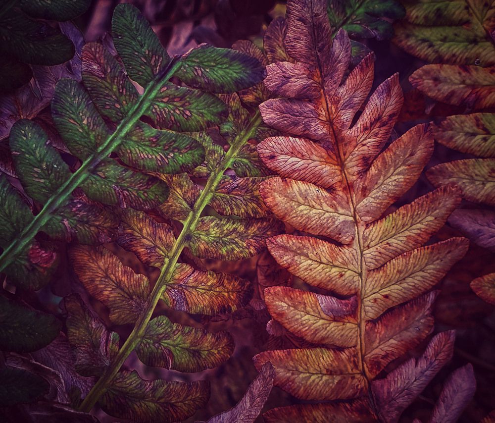 Photograph by Snezhana Litvinova