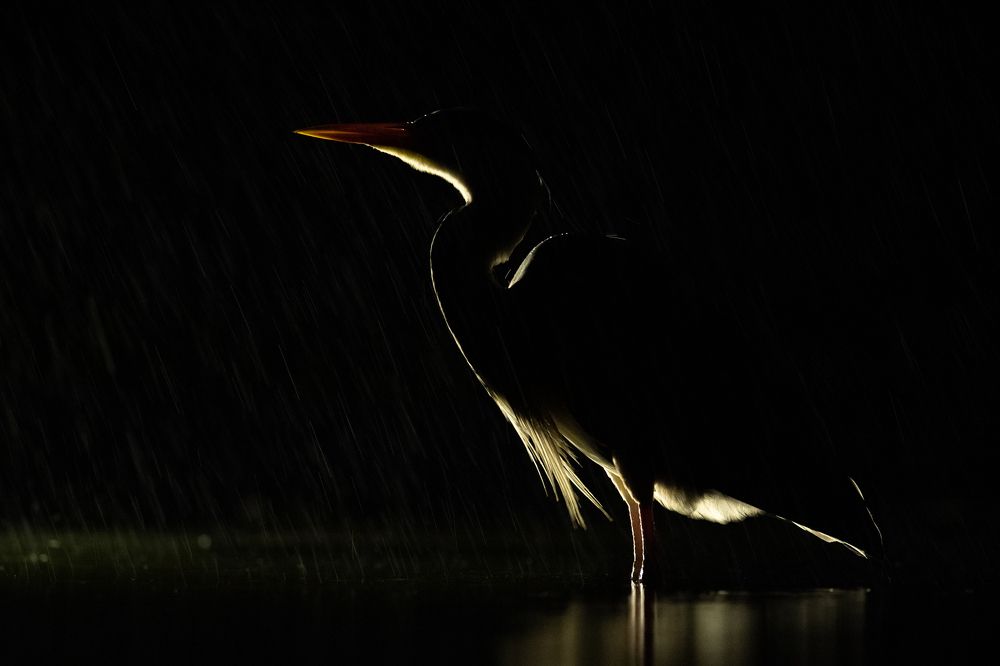 Фотография автора Mike Roberts