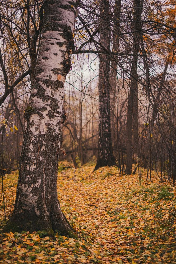 Photograph by Павел Синегубов