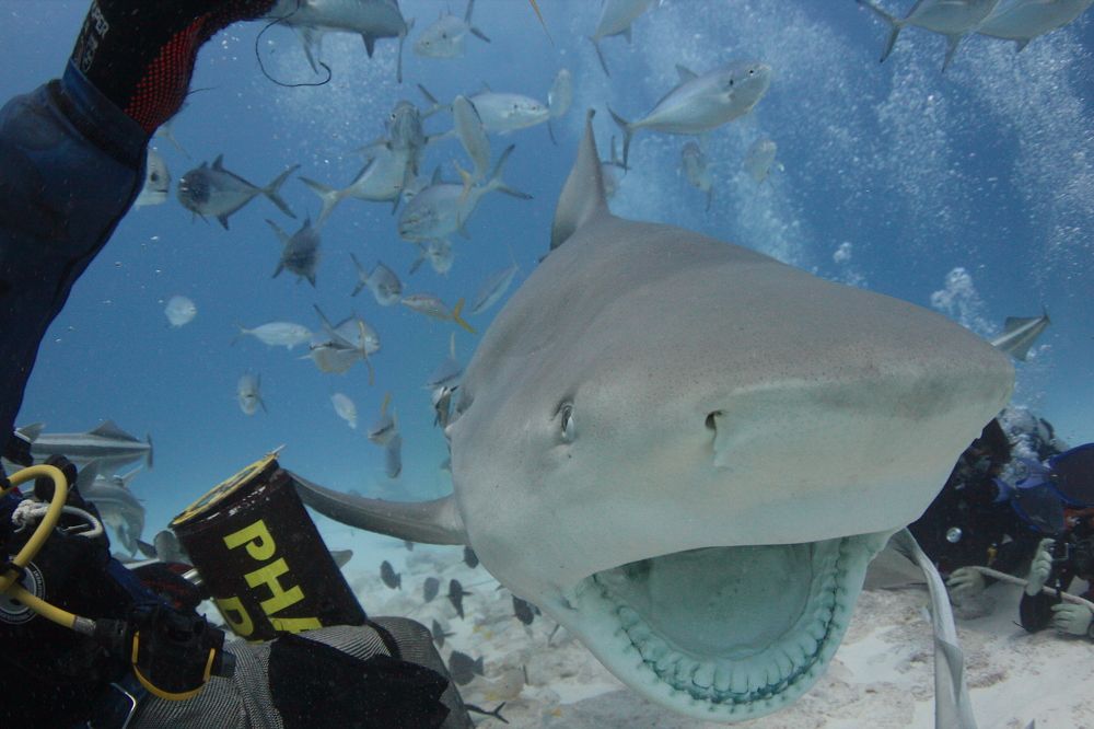 Фотография автора Ramon magaña