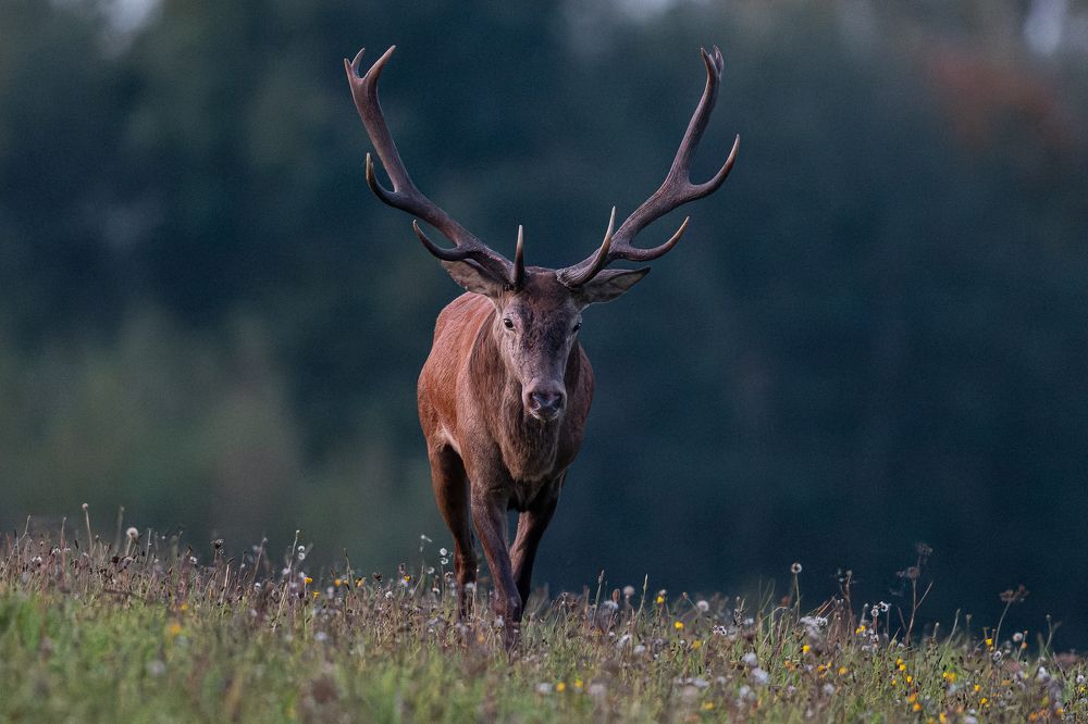 Photograph by Kreicbergs Maris