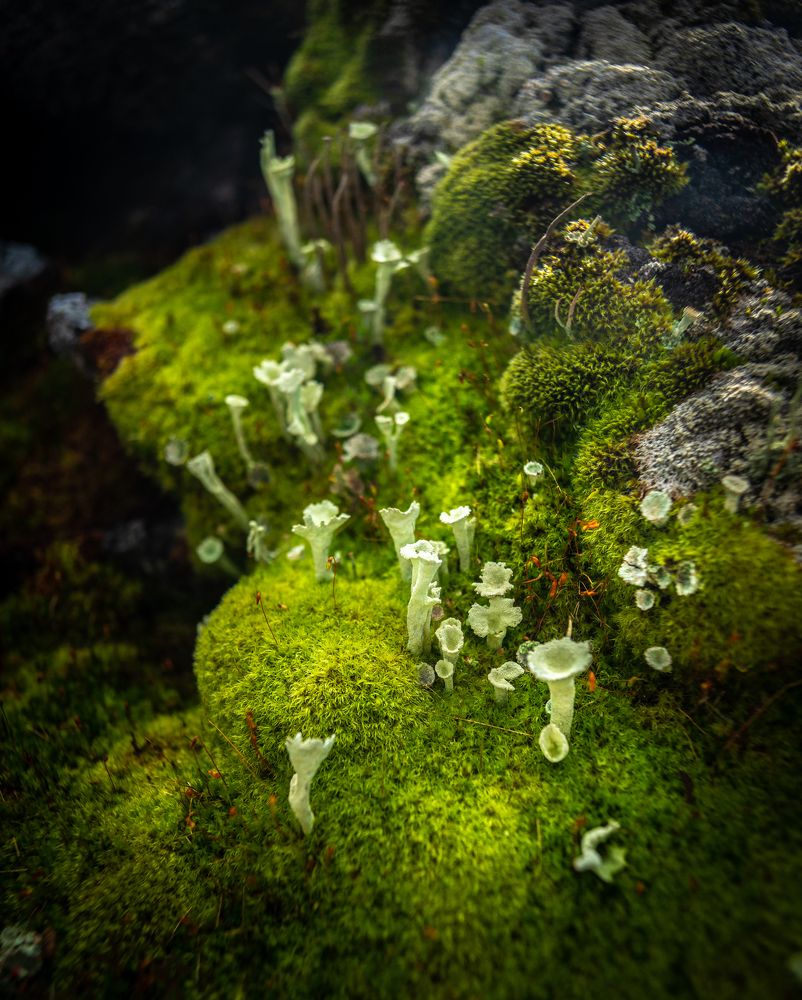 Photograph by Владимир Ганюшкин