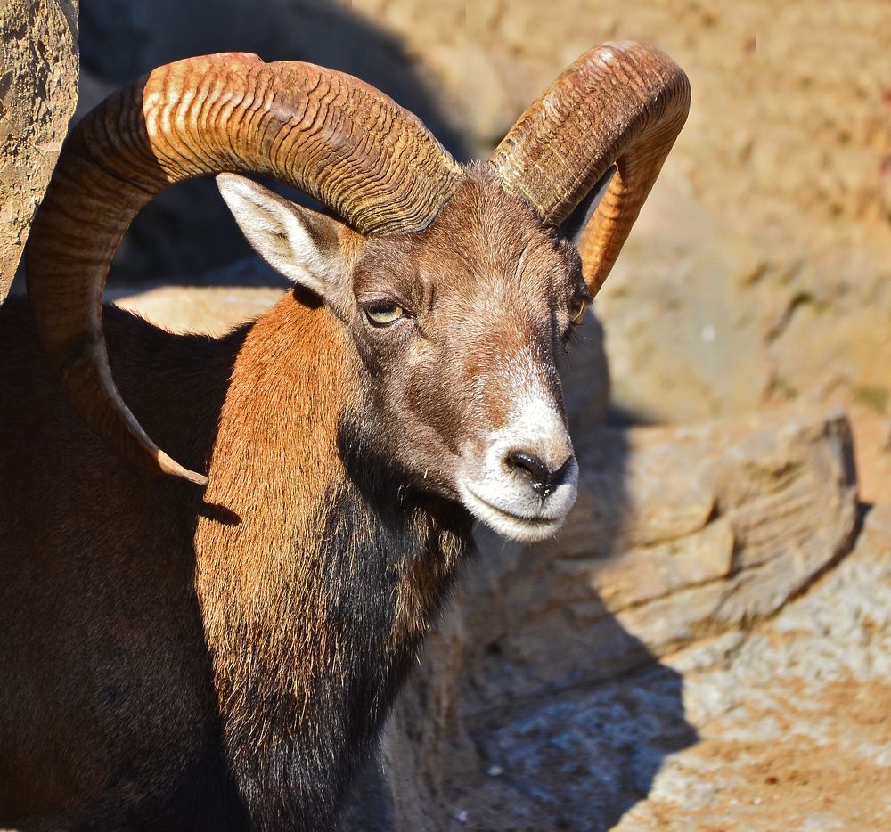 Фотография автора Антип