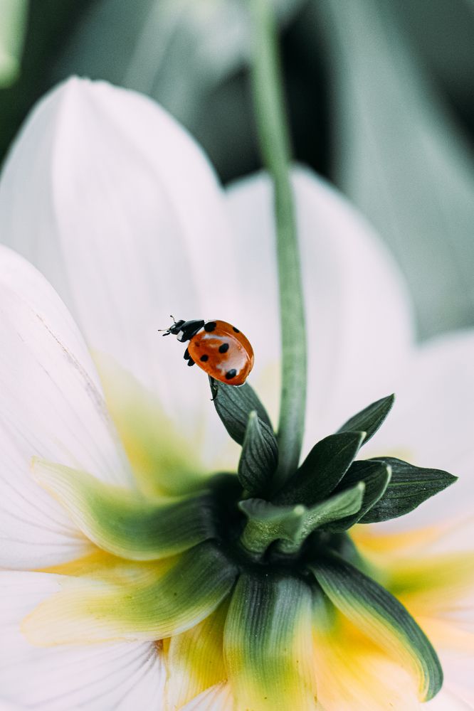 Фотография автора Анна Хабарова