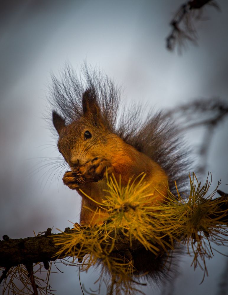 Photograph by Chic.chiquitita