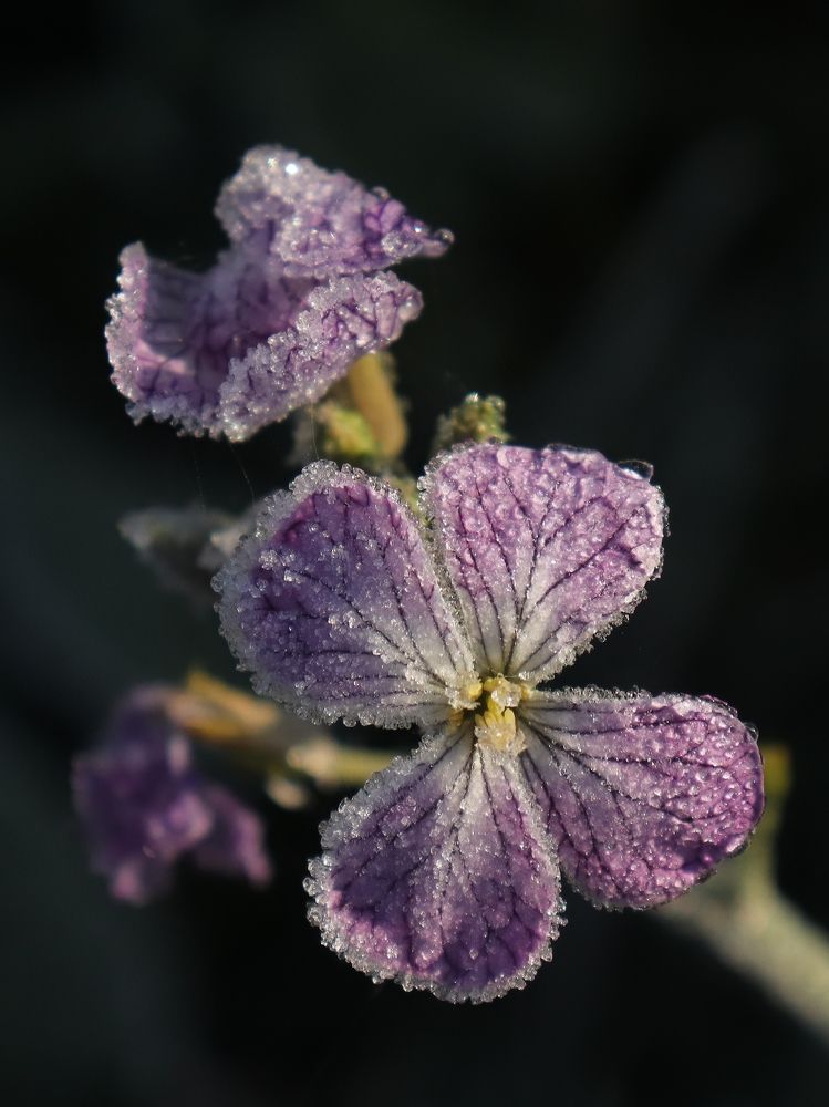 Цветочное превосходство в плену у мороза