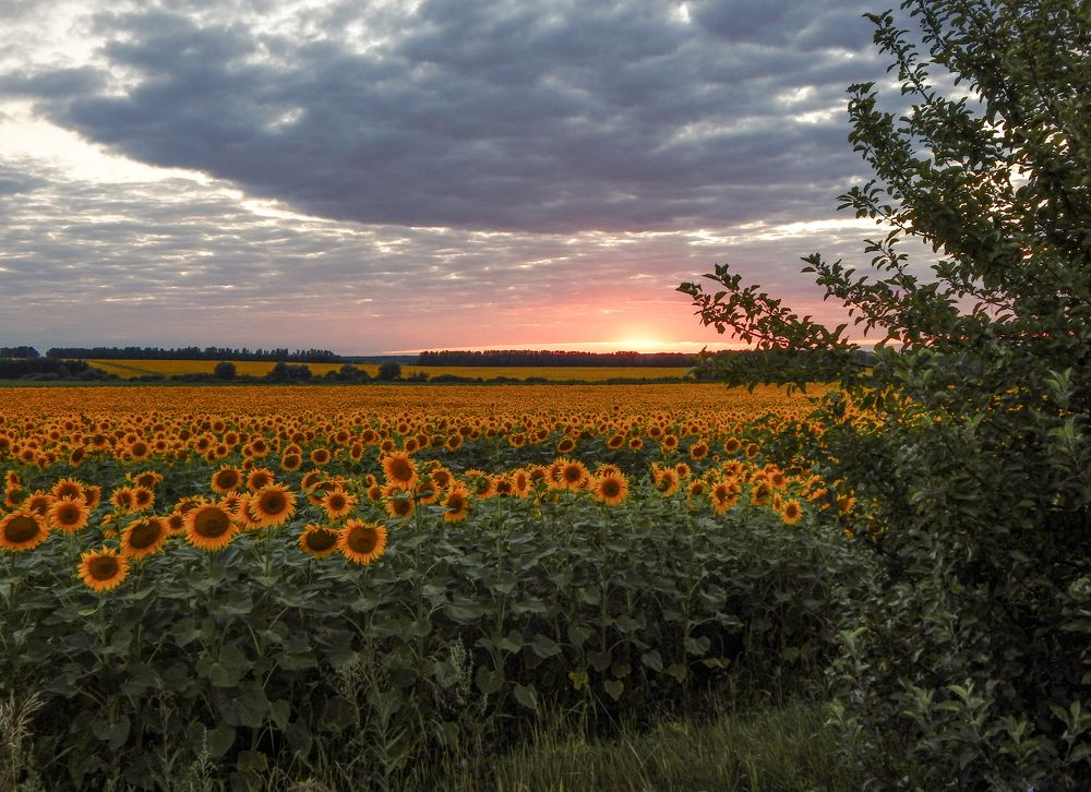 Летний закат.