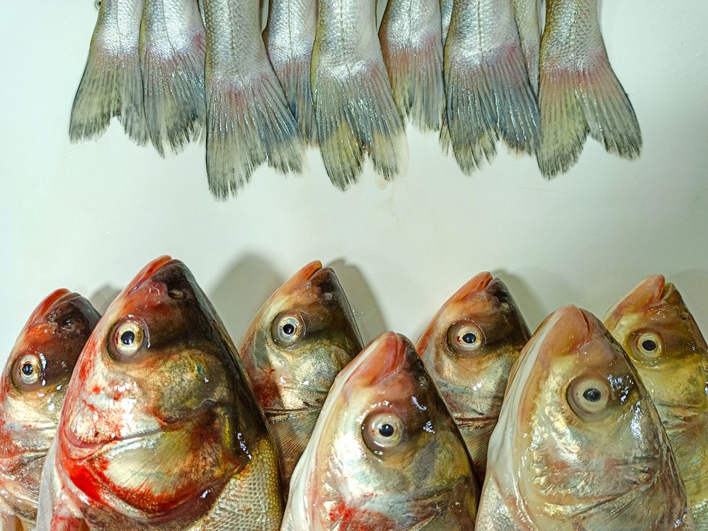 Photograph by Golestani Mojtaba