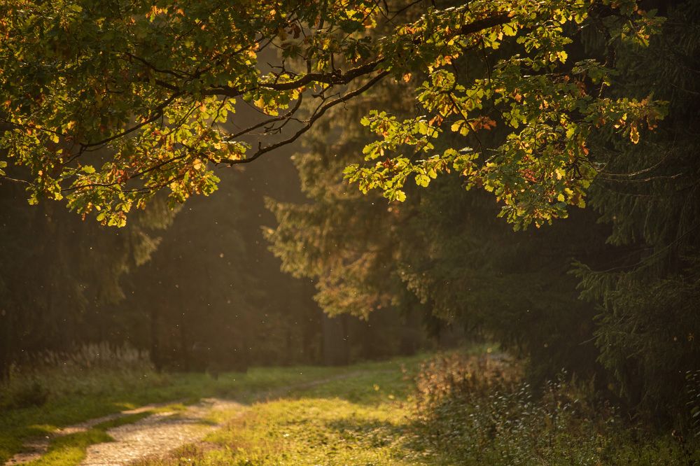 Гармония осени.