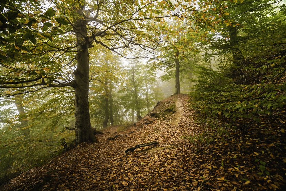 Осенней тропой ...