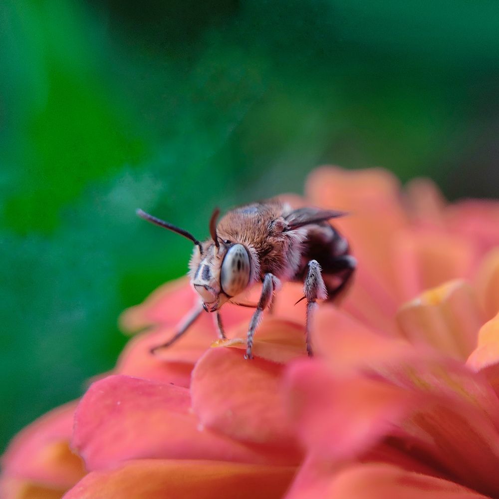 Photograph by Nilanka Suraweera