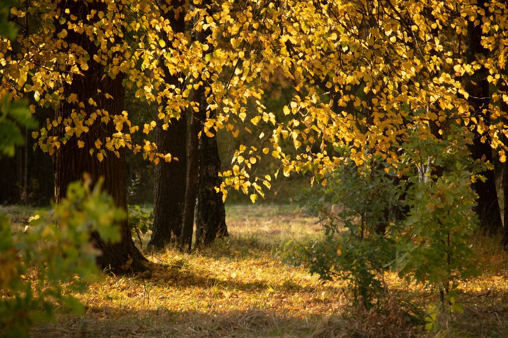 Тёплый жёлтый...