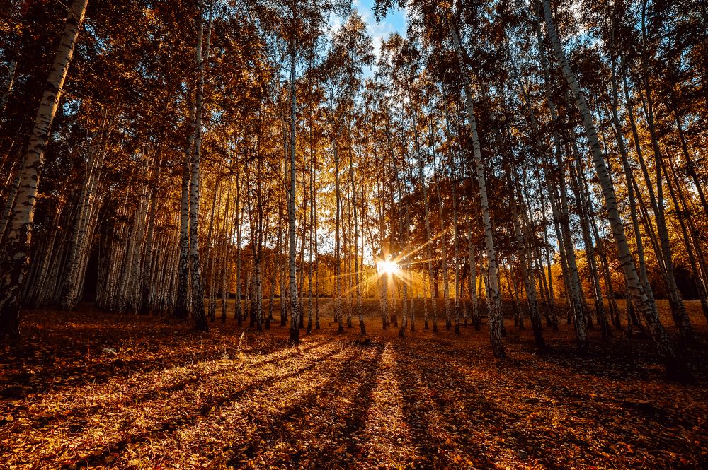 Photograph by Эльмира Владимирова