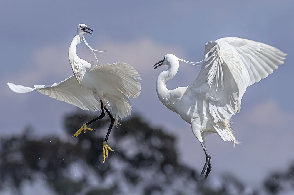 Friendship between little egrets.