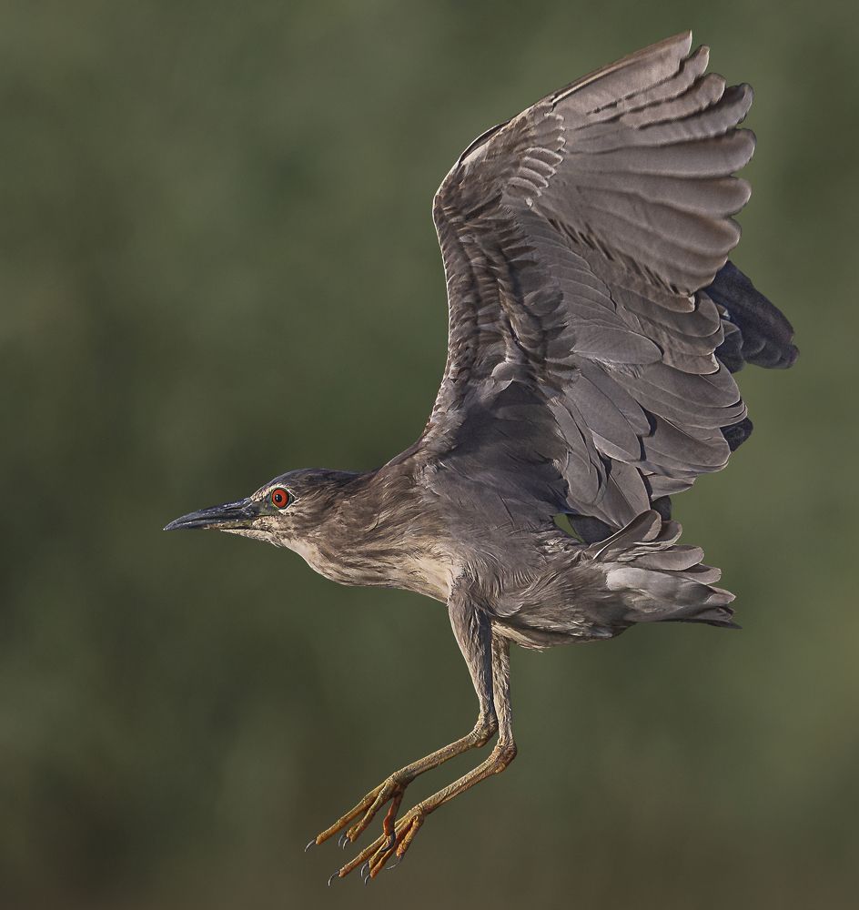 Night Heron