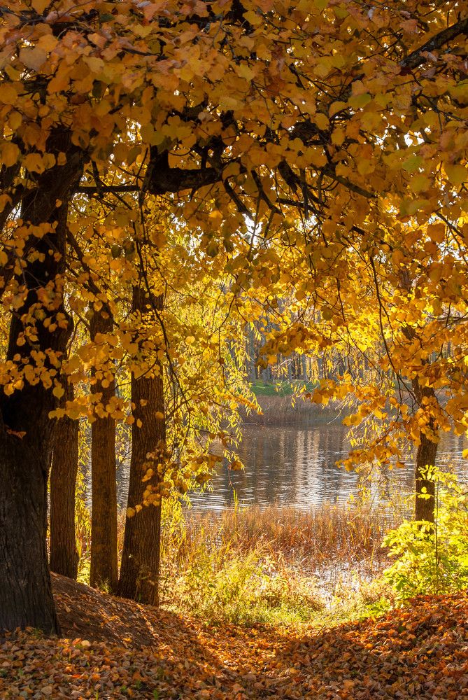 Photograph by Диана Бородзе