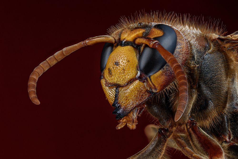 Photograph by Alexander Plaksin